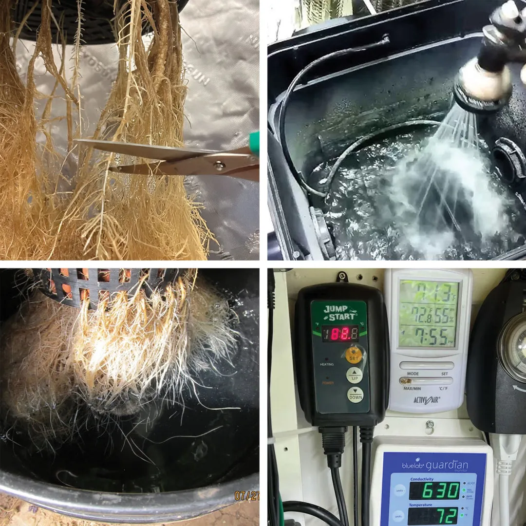 DWC cannabis root rot sollution